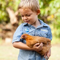 gallery_chooks