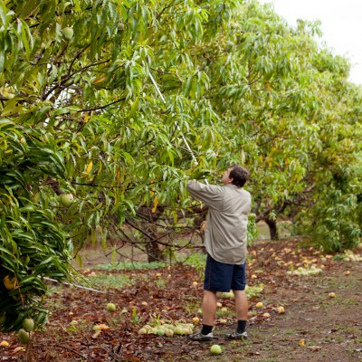 First mango harvest