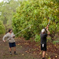 gallery_mangopicking01