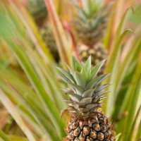 gallery_pineapple