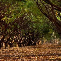 gallery_tree-rows