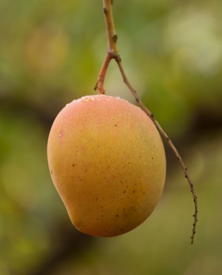 story_mango